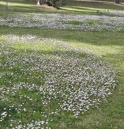 فندق مبيت وإفطار Fiorita Cepagatti